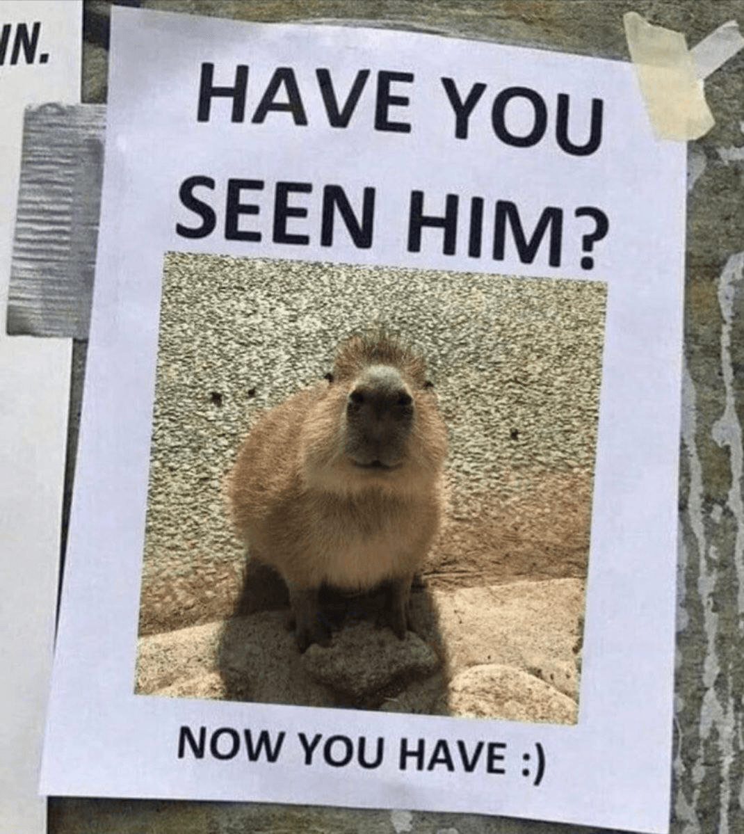 What Is Capybara ($CAPYBARA) Coin? The Viral Solana Meme Coin Story